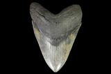 Fossil Megalodon Tooth - Absolutely Massive Tooth #99326-1